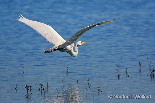 The Egret Is Flying_45301.jpg - Great Egret (Ardea alba)Photographed near Breaux Bridge, Louisiana, USA.